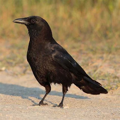 American crow - Wikiwand