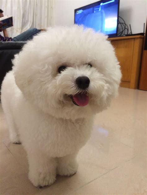 Pin von Tanya Parnell auf Bichon Love | Lustige bilder, Lustig