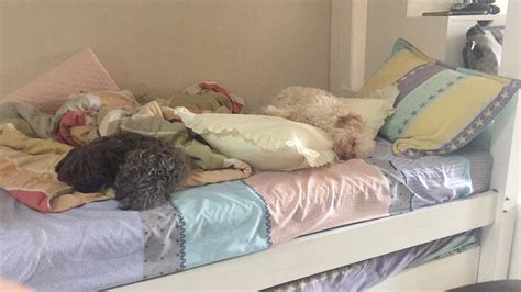 My dogs love to sleep!! | Good Info Net
