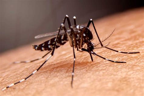 Dengue Hemorrhagic Fever: Symptoms and Treatment | Marham