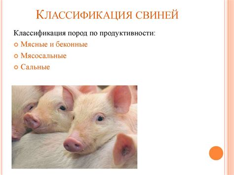 Свиноводство - презентация онлайн