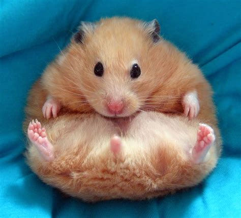 Brown Hamsters Cute