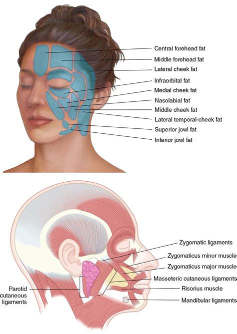 Surgical Approaches To The Facial Skeleton