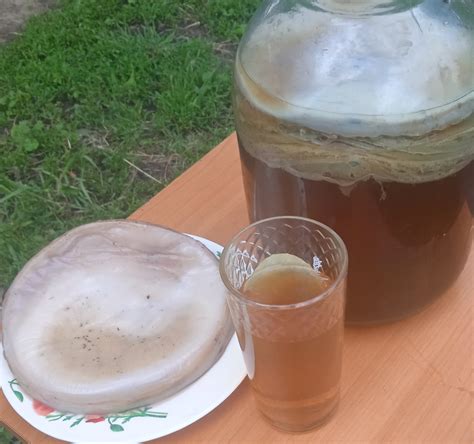 Чайный гриб живой, камбуча, чайный квас. (антибактериальное ...