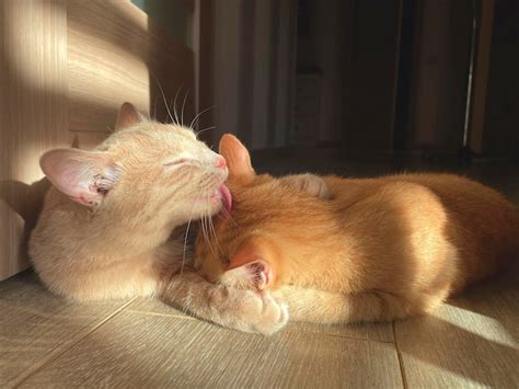 premium photo  cat grooming  cat aying   floor