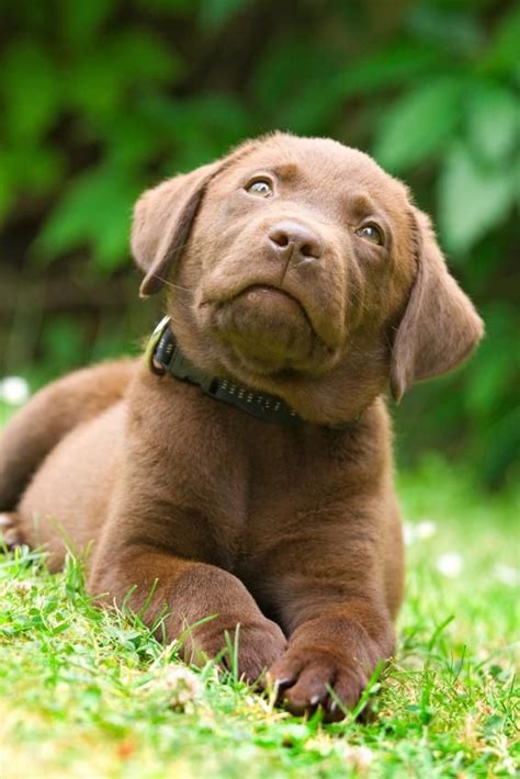 200+ Chocolate Lab Puppy Names as Sweet as They Are | LoveToKnow ...