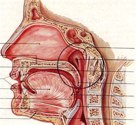 Patologia Genetica del Naso e del Rinofaringe