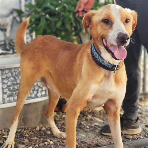 Podenco Andaluso – podencosangels