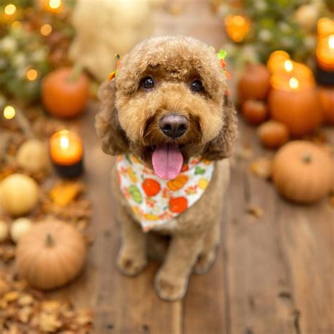 Short Stuff Corgis - Sorry I’ve been a little MIA the last few days