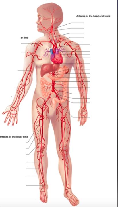 major arteries 2 Diagram | Quizlet