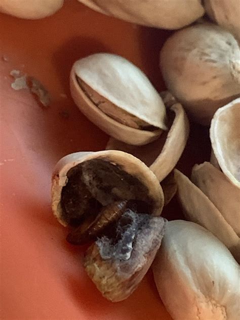 Can Pistachios Make Dogs Sick