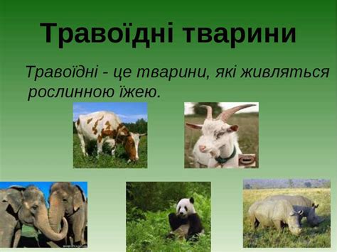 жива природа 1 - презентація з природознавства