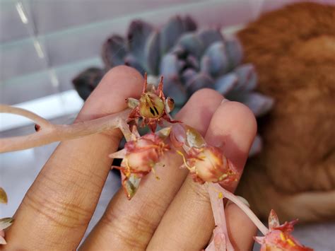 Update on pollination: failure : r/succulents