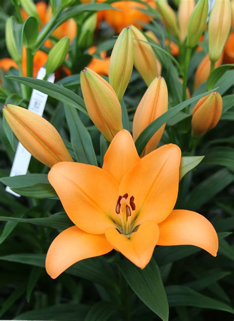 Menton ® - LA hybrids - Lilies