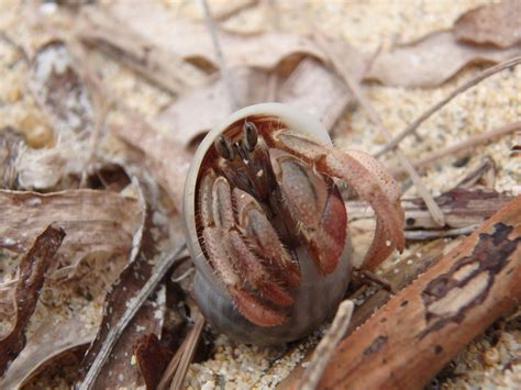 Hermit crabs are using old bottle caps and plastic as shells — and it's ...