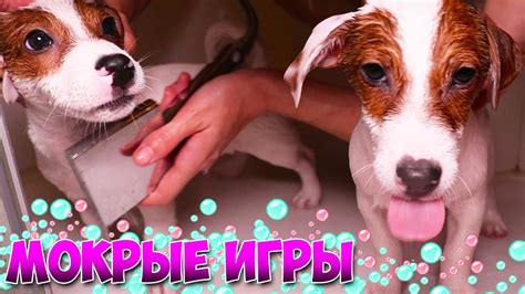 Мокрые игры 🛀 ЛОКИ БОБО принимает душ 🐾 Говорящая собака 🐾 23 серия ...