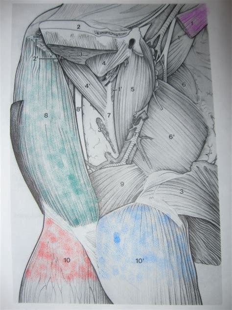 groin muscle injuries anatomy dr mel newton