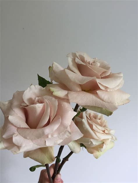 Pin by Desirée D. on Flowers | Rose, Flowers, Floral wedding