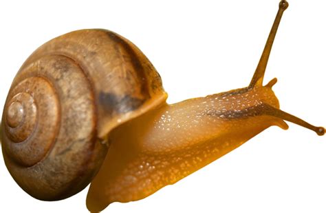 escargot