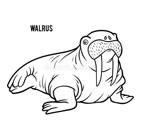 Walrus Stock Illustrations – 5,479 Walrus Stock Illustrations, Vectors ...