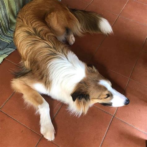 Aussie Collie: Character & Ownership - Dog Breed Pictures - dogbible