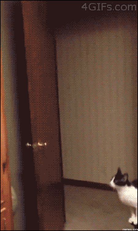 Гифки с котиками. 108 прикольных, милых GIF анимаций