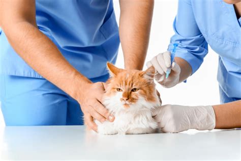 Inflammatory Bowel Disease (IBD) In Cats: Symptoms, Diagnosis, And ...