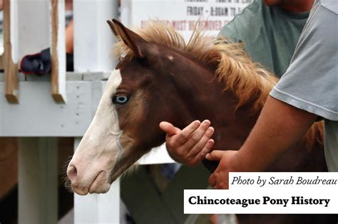striking cadet mistys extended family chincoteague pony history