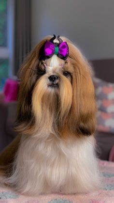 Shih Tzu Com Penteado - 29 ideias de Penteado em Shih Tzu pelo longo em 2022 | shih tzu ...