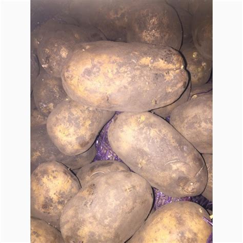 Картофель оптом от 10 тонн — Agro-Kazakhstan
