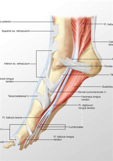 Foot Muscles Anatomy