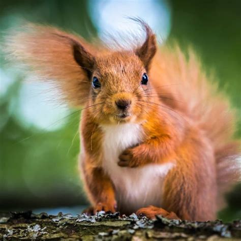 What Does a Pregnant Squirrel Look Like?