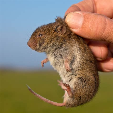 Secret Agent Pest Control Toronto, ON | Get $50 Off