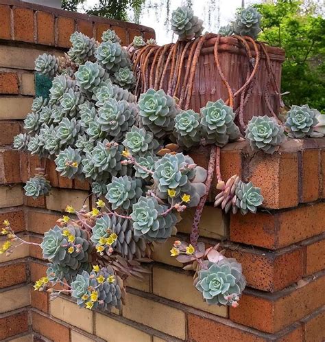 Ампельные комнатные растения Суккуленты (много фото) - treepics.ru