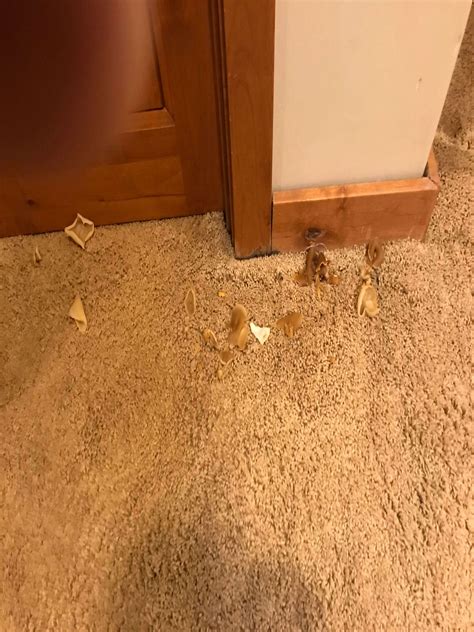 Orange Fuzzy Mold On Carpet at Edward Criss blog