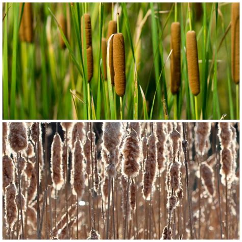 Cattails plants are taking over local wetlands at a fast rate 7