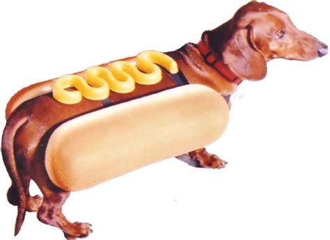 daschund in a hot dog bun costume. for the home :) Daschund, Doxie ...