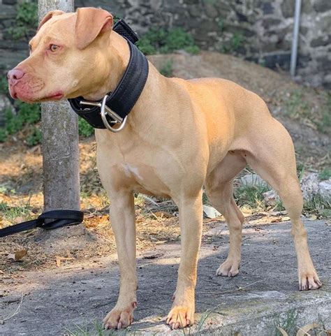 T E R K A on Instagram: “#apbt #apbtlife #apbtlove #apbttradicional # ...