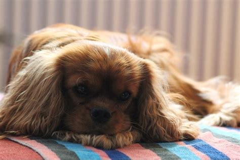 10 Common Cavalier King Charles Spaniel Health Issues to Look For | Hepper