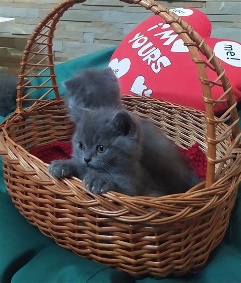 Котики британці, кошенята, подарунок, кіт: 3 500 грн. - Коти Тернопіль ...