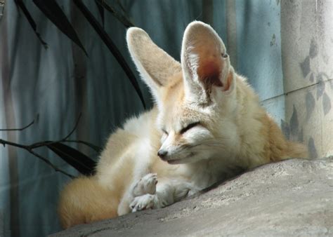 Sleeping fennec | Fennec fox, Fox, Animals
