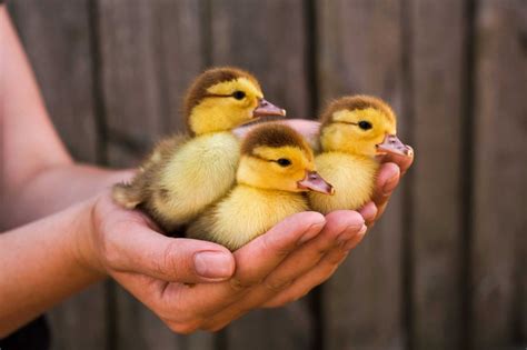 caring  baby ducks