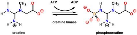Difference Between Creatine and Creatinine | Definition, Features, Importance, Similarities and