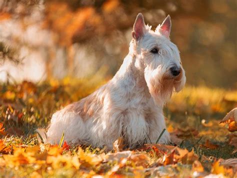 Scottish Terrier Köpek Irkı Özellikleri - Elit Yavru