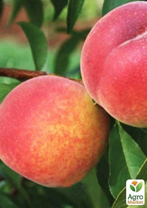 Персик "Казка": купити поштою в Одесі, Києві, Україні | Agro-Market ...