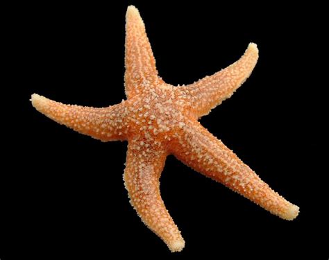 Starfish Have Endoskeleton