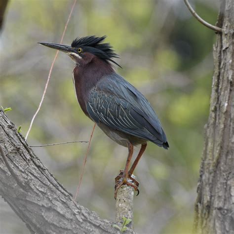 253 best Columbia Md images on Pholder | Columbia MD