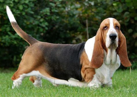 types  hound breeds
