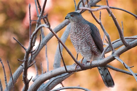 Outdoor Illinois Journal: Coopers Hawk