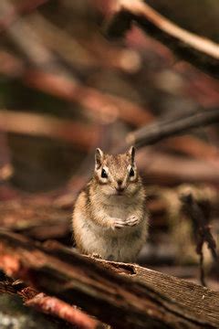 รูปภาพChipmonk – เลือกดูภาพถ่ายสต็อก เวกเตอร์ และวิดีโอ76,877 | Adobe Stock